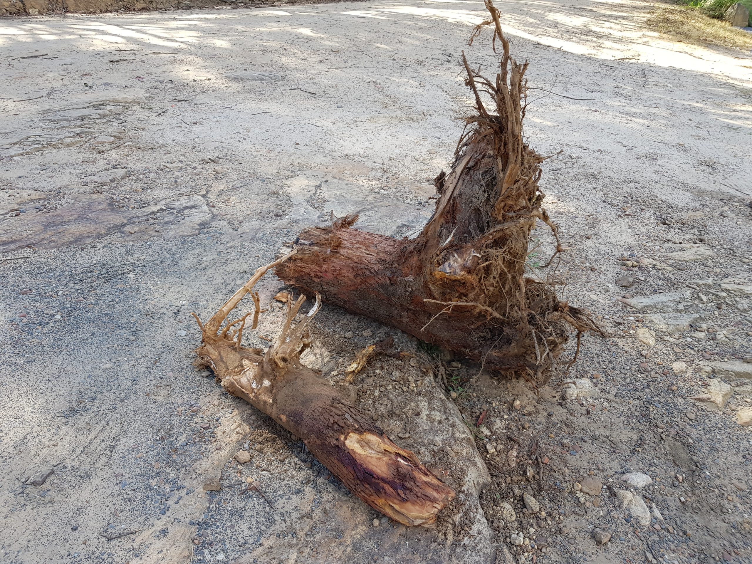 Excavated tree stumps